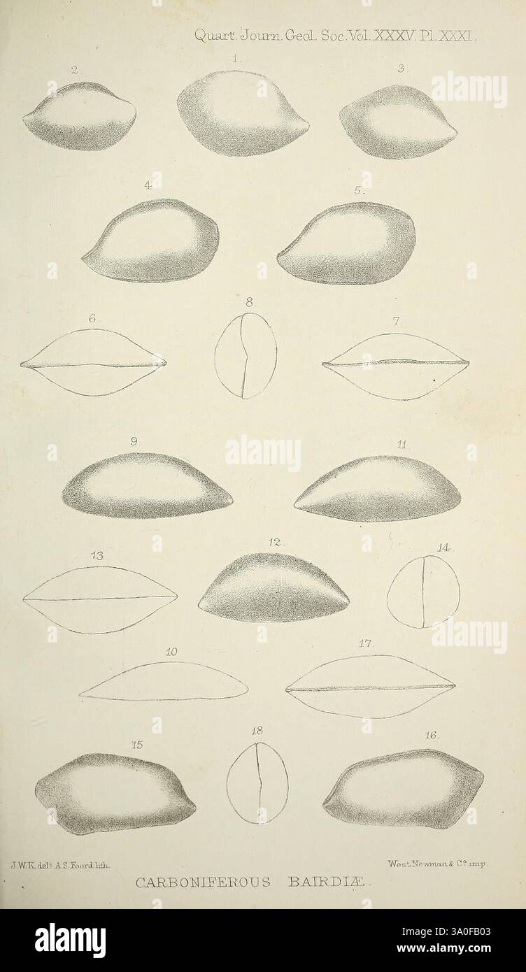 The Quarterly Journal of the Geological Society of London, v. 35 (1879), London, Geologie, Periodika, eine Reihe von detaillierten Abbildungen, die verschiedene Formen von Zweiventilschalen zeigen, die zur Identifizierung sorgfältig nummeriert sind. Die Schalen variieren in Form, Größe und Krümmung, was die verschiedenen morphologischen Merkmale der Karbonzeit verdeutlicht. Diese Darstellungen heben die glatten Konturen und klaren Konturen jeder Probe hervor und betonen die komplizierten Details, die ihre Struktur definieren. Die Abbildungen sind mit einem Titel versehen, der die Bezeichnung „Karbon Bairdii“ (Karbon Bairdii) angibt Stockfoto