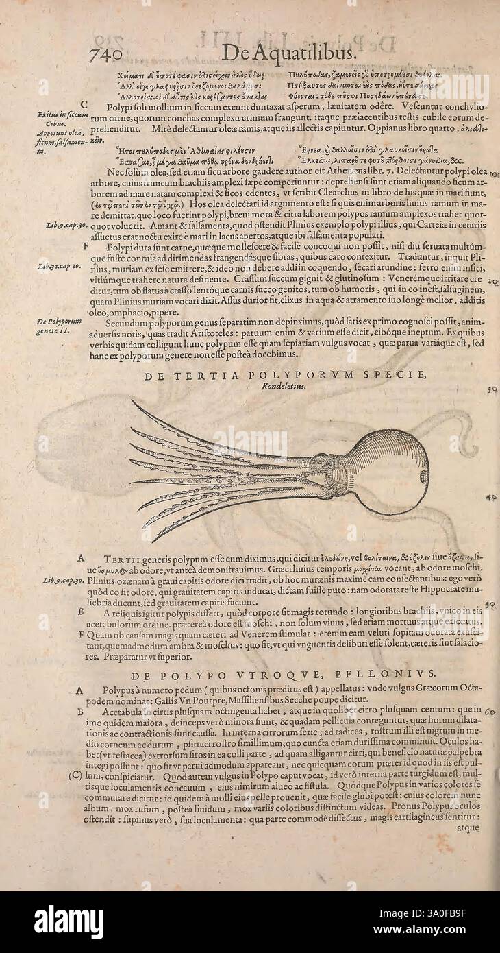 Conradi Gesneri medici Tigurini Historiae animalium liber IV, Francofurti, in Bibliopolio Andreae Cambieri, anno MDCIIII [1604], Halloween, Oktopus, Fische, Mollusken, Zoologie, prälinneanische Werke, Monster Real, die Illustration zeigt eine detaillierte Gravur eines Tintenfischs, der mit seinem langgestreckten Körper und seinen charakteristischen Tentakeln deutlich sichtbar ist. Über dem Tintenfisch befindet sich ein Textteil in einer wissenschaftlichen Schriftart, der auf einen wissenschaftlichen Kontext hindeutet. Im Begleittext wird wahrscheinlich die Meeresbiologie oder -Taxonomie behandelt, wie die Verweise auf bestimmte Arten und ihre Merkmale zeigen. Die Gesamtlage Stockfoto