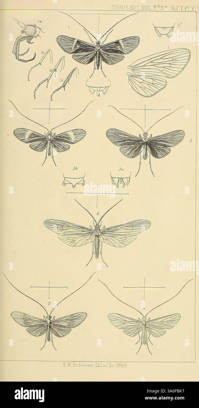Transaktionen der Entomologischen Gesellschaft von London, London, der Gesellschaft, Entomologie, Zeitschriften, Insekten, die Abbildung zeigt eine detaillierte Untersuchung verschiedener Mottenarten, die ihre Anatomie und ihre Besonderheiten veranschaulichen. Oben links sind mehrere anatomische Teile beschriftet, darunter Antennen und Flügel, die Einblicke in ihre Struktur geben. Die mittleren und unteren Bereiche zeigen verschiedene Ansichten von Motten und heben ihre Flügel und Körperformen aus verschiedenen Winkeln hervor. Jedes Exemplar ist nummeriert und akribisch gezeichnet, um die Feinheiten ihres Designs zu erfassen, was es zu einer wertvollen Ressource macht Stockfoto