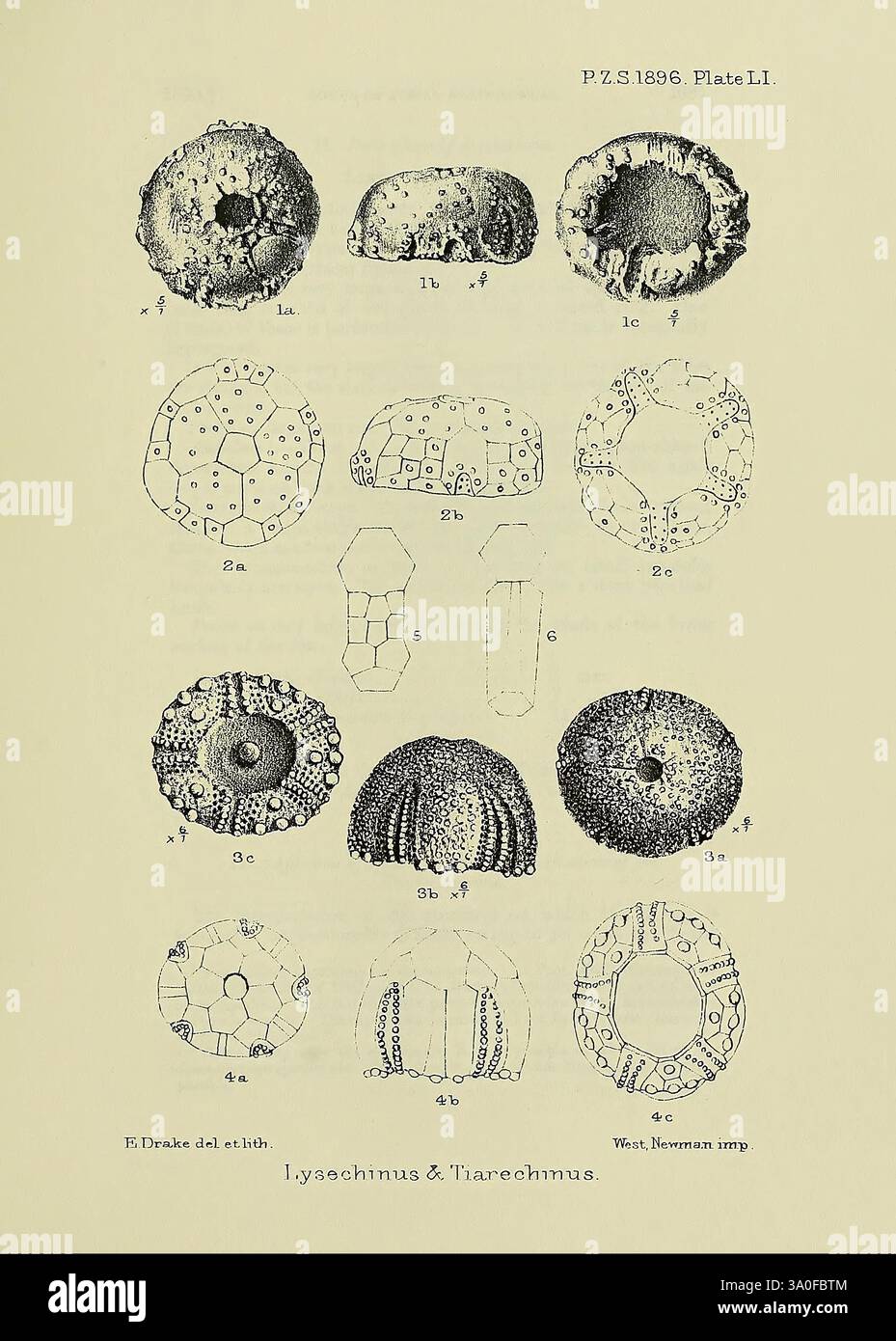 In dieser Illustration werden verschiedene Arten von Stachelhäutern gezeigt, insbesondere Vertreter der Gattungen Lytechinus und Tarechinus. Jede Probe ist sorgfältig mit Buchstaben versehen, die ihren spezifischen Merkmalen entsprechen. Die detaillierten Konturen und Oberflächenstrukturen betonen die einzigartigen Formen und Eigenschaften der einzelnen Stachelhäuter und zeigen ihre komplexen Strukturen. Die verschiedenen Winkel bieten einen umfassenden Überblick über ihre Morphologie und sind somit eine wertvolle Ressource zum Verständnis von t Stockfoto