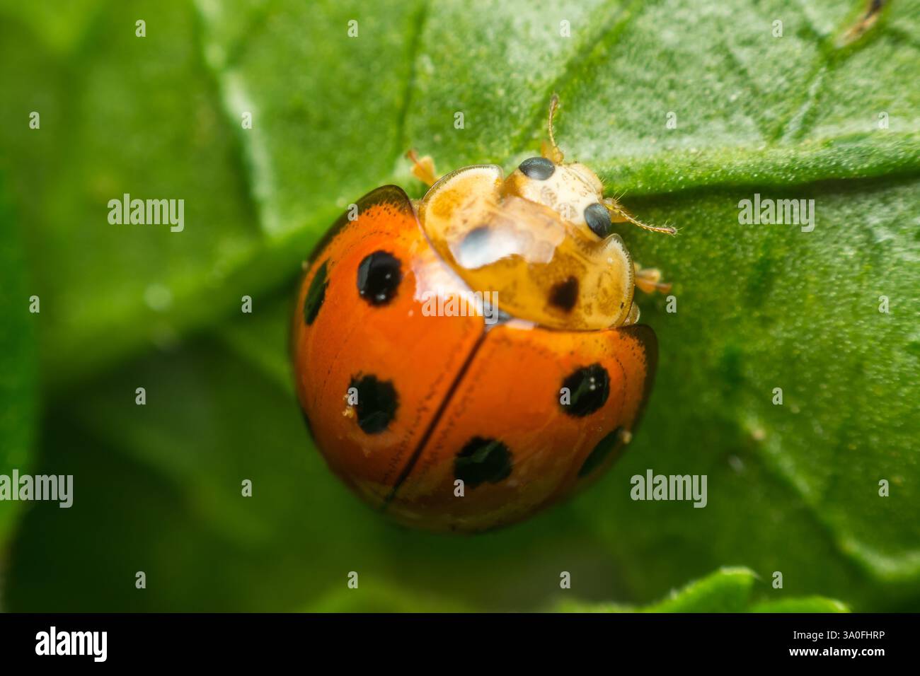 Makro von Käfer-Insekten (Marienkäfer) orange und Punkt schwarz Farbe nah auf dem grünen Blatt oder lassen Sie in der Natur Stockfoto