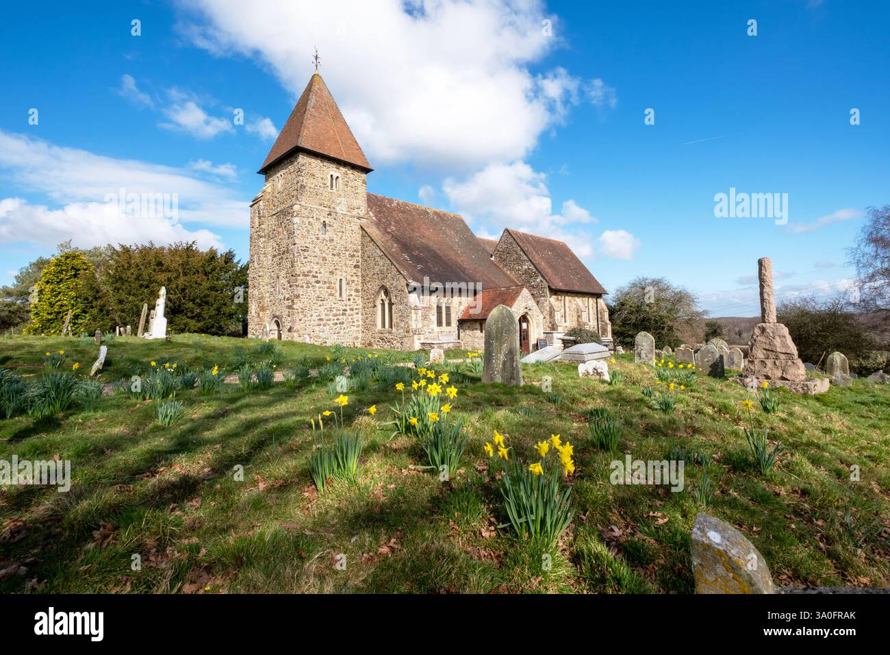 Narzissen in St Laurence Church, Gastling, East Sussex am St. David's Day Stockfoto