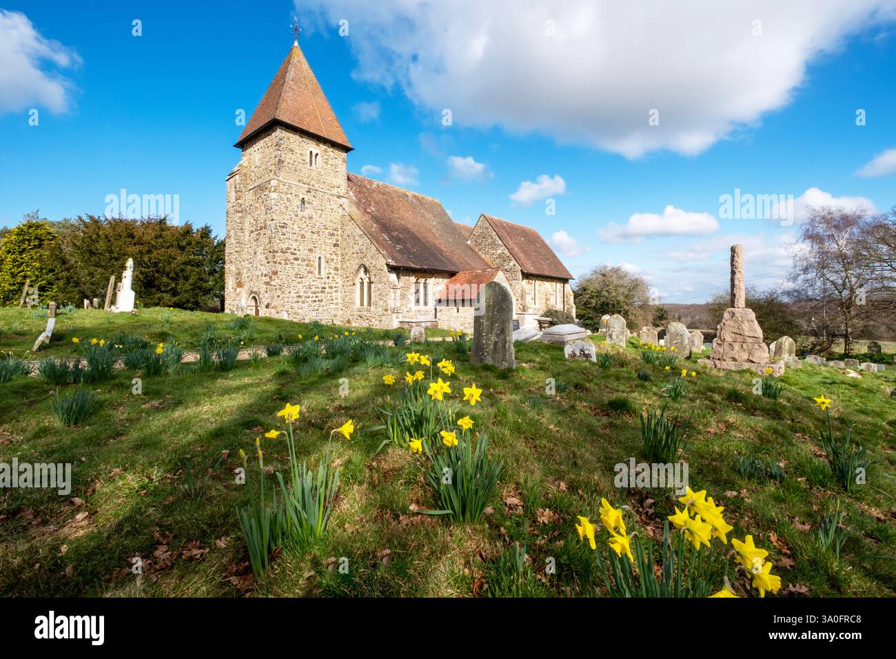 Narzissen in St Laurence Church, Gastling, East Sussex am St. David's Day Stockfoto