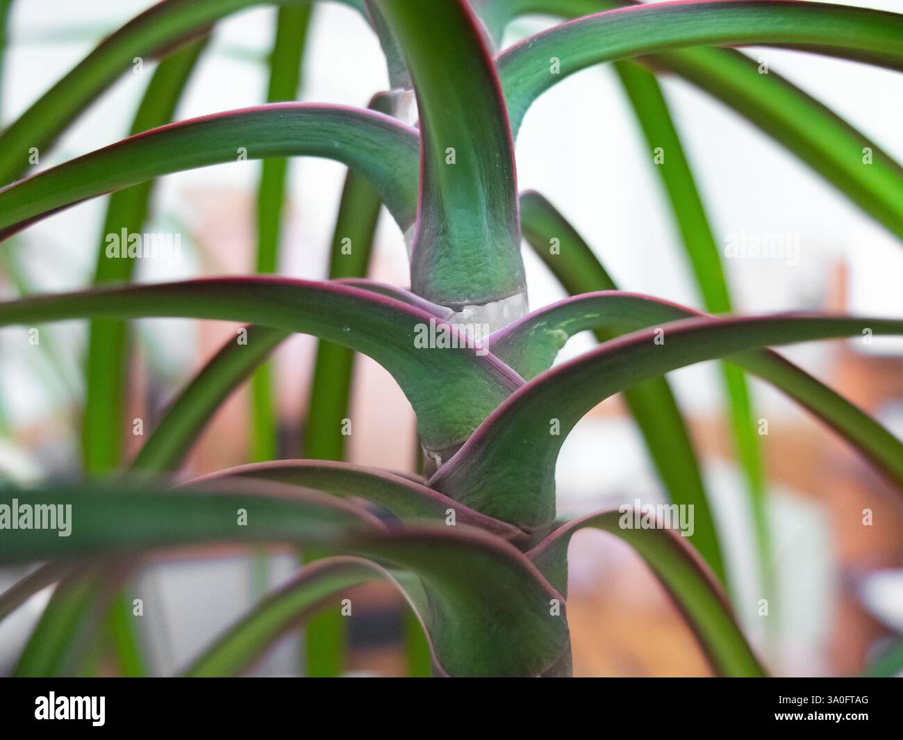 Dracaena indivisa -Fotos und -Bildmaterial in hoher Auflsung  Alamy