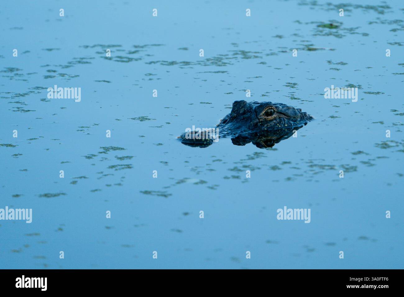 Amerikanischer Alligator Kopf über Wasser. Stockfoto