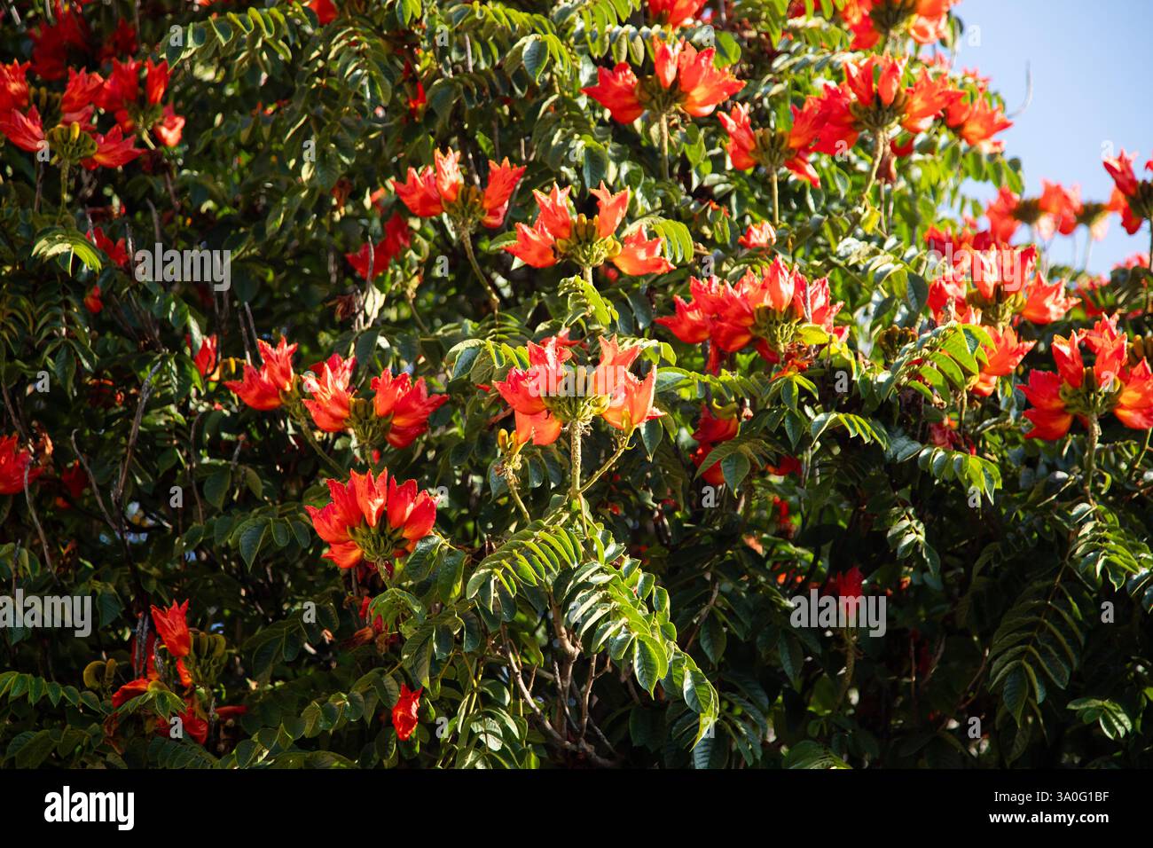 Der afrikanische Tulpenbaum (Spathodea campanulata). Bunte Blumen in der Region Oaxaca in Mexiko. Stockfoto