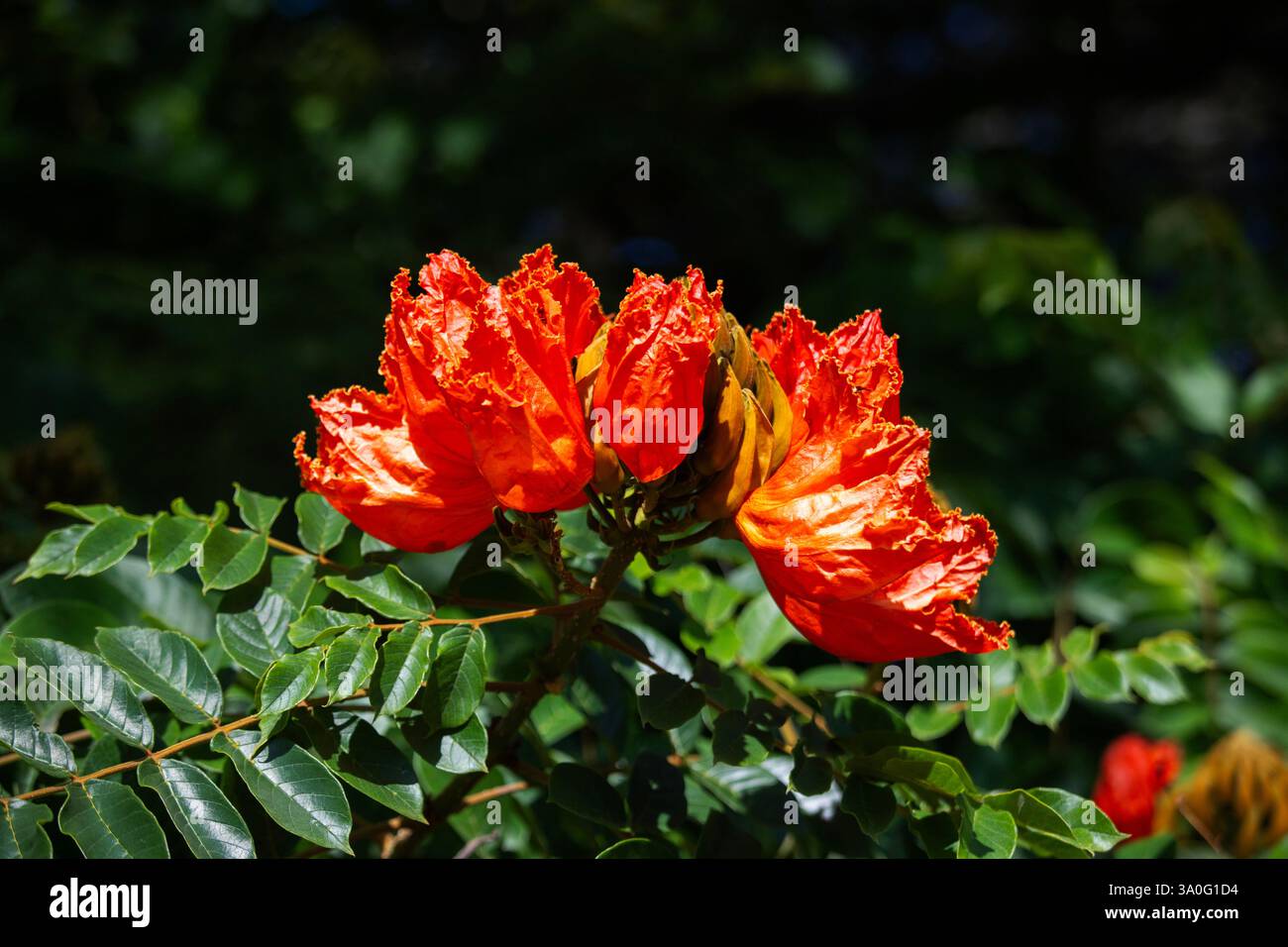 Der afrikanische Tulpenbaum (Spathodea campanulata). Bunte Blumen in der Region Oaxaca in Mexiko. Stockfoto