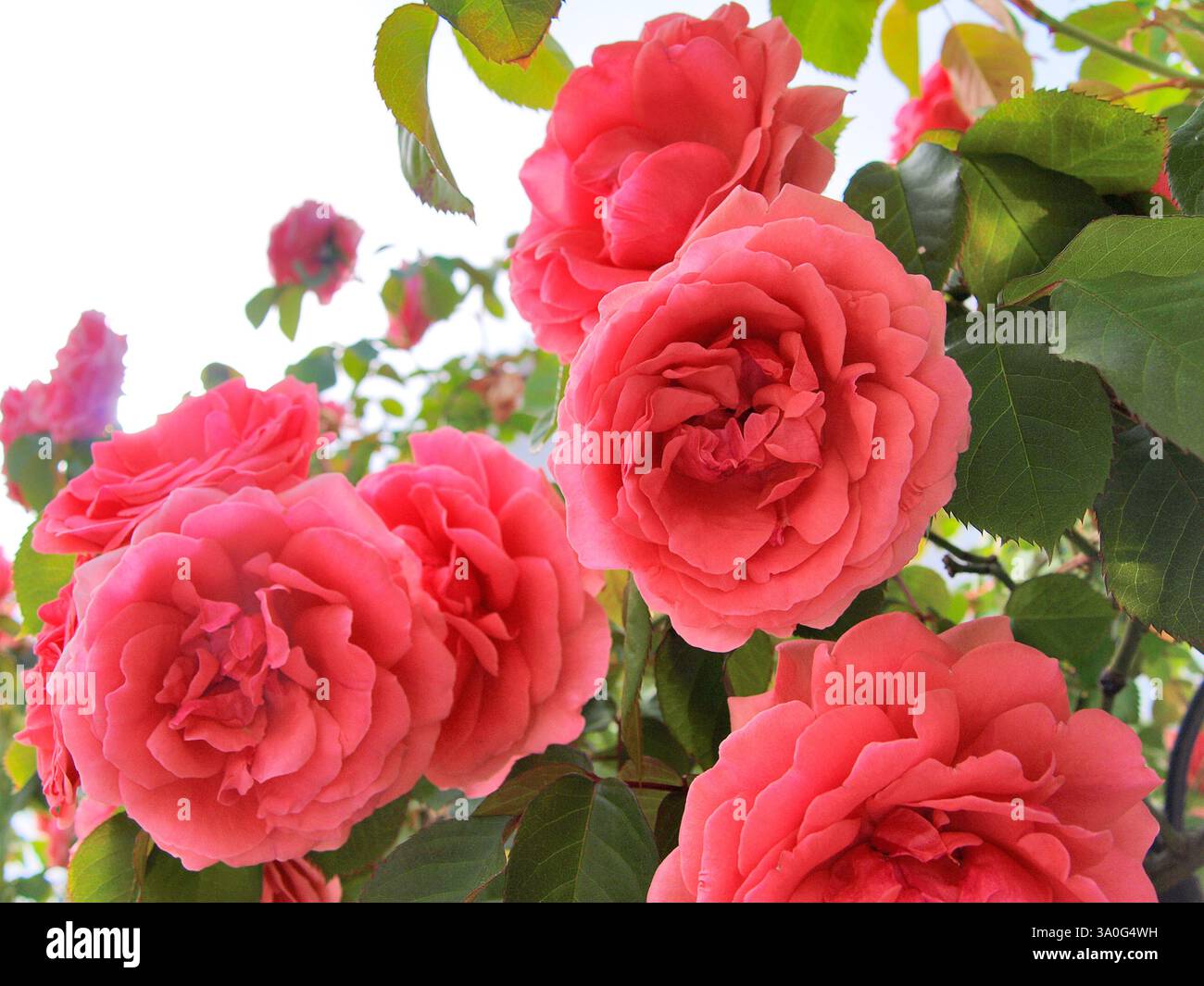 Rosa Rosen im Garten. Stockfoto