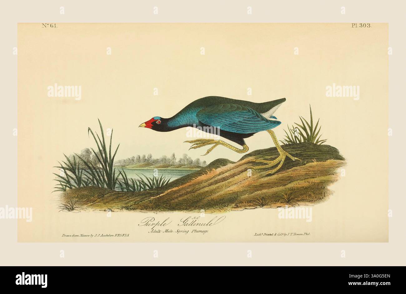 Die Purpurgallinule (Porphyrio martinica). Nach einer Illustration von John James Audubon im 5. Band seines Buches The Birds of America from Drawings Made in the United States and their Territories, veröffentlicht 1842. Spätere Färbung. Stockfoto