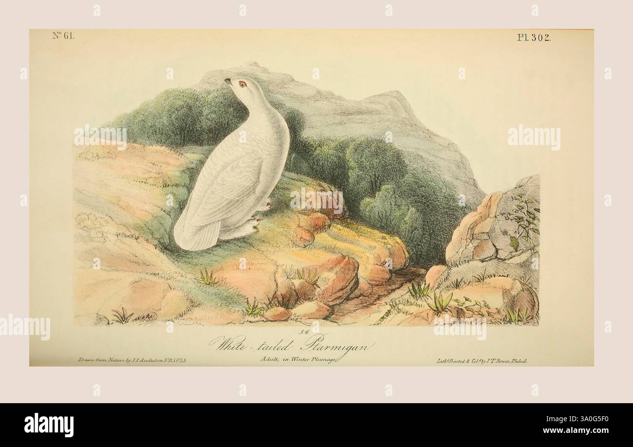 Seezunge (Lagopus leucura), auch bekannt als Schneewachtel. Erwachsener im Wintergefieder. Nach einer Illustration von John James Audubon im 5. Band seines Buches The Birds of America from Drawings Made in the United States and their Territories, veröffentlicht 1842. Spätere Färbung. Stockfoto