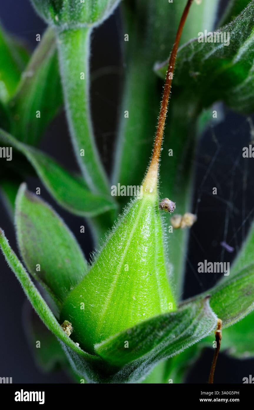 Nahaufnahme des Foxhandschuhkerns Stockfoto