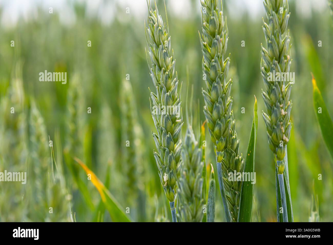 Hohe Weizenstiele erscheinen leuchtend grün, wenn sie unter sonnigem Himmel blühen, was auf ein gesundes Wachstum in einer ländlichen Landwirtschaft im Sommer hinweist. Stockfoto