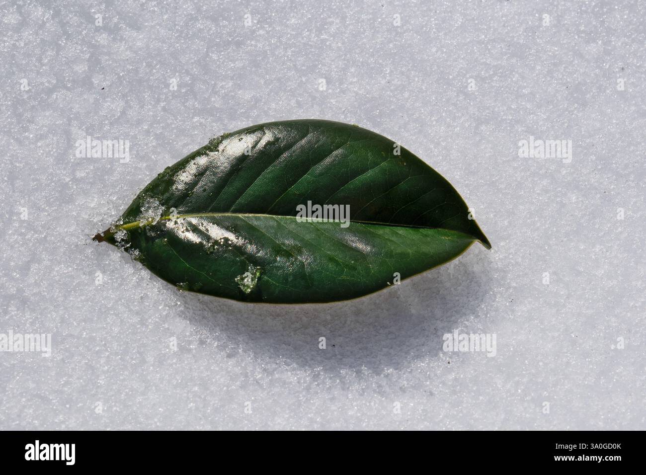 Grünes Blatt im Schnee als Hintergrund, Nahaufnahme des Fotos Stockfoto