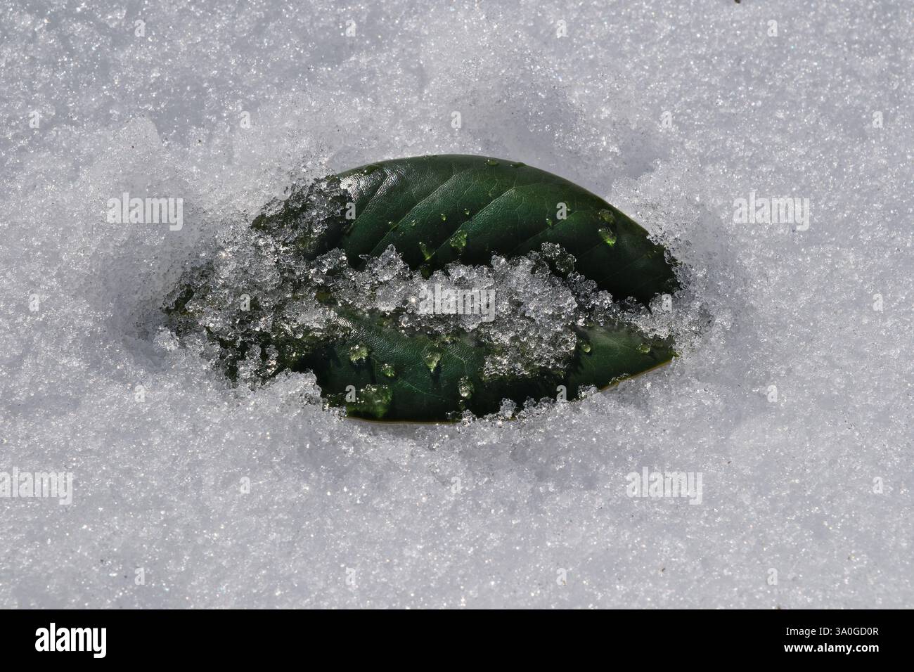 Grünes Blatt im Schnee als Hintergrund, Nahaufnahme des Fotos Stockfoto