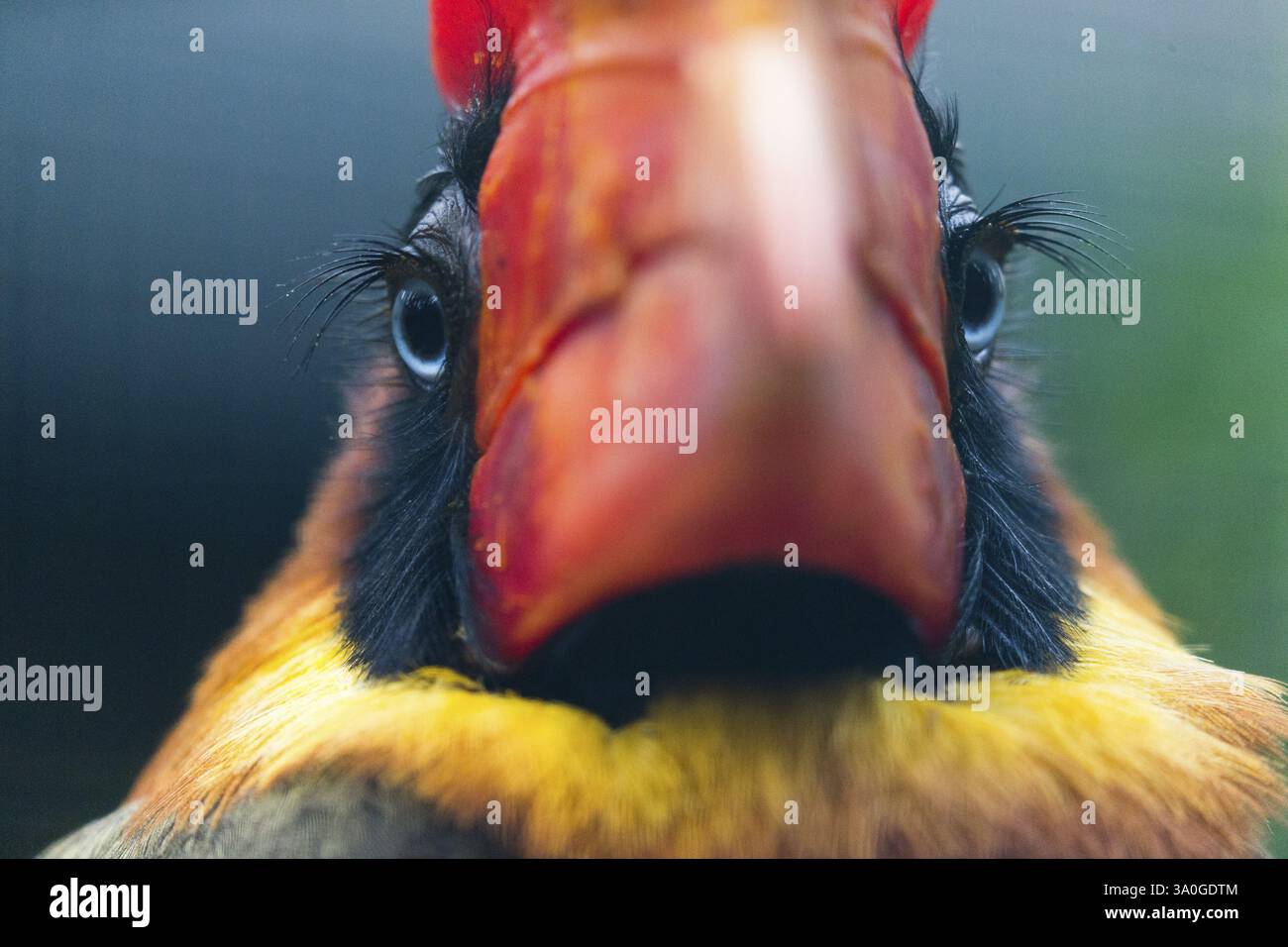 Nashornschnabel (Buceros hydrocorax), Porträt eines erwachsenen Vogels, mit langen Wimpern, heimisch auf den Philippinen, in Gefangenschaft, Deutschland, in Gefangenschaft, Deutschland, E Stockfoto