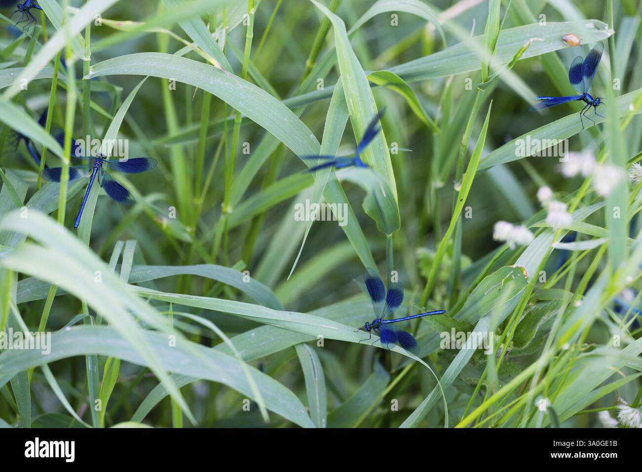 Gebänderte Demoisellen (Calopteryx splendens), mehrere erwachsene Männchen, die sich zwischen hohem Gras ruhen, Hessen, Deutschland, Europa Stockfoto