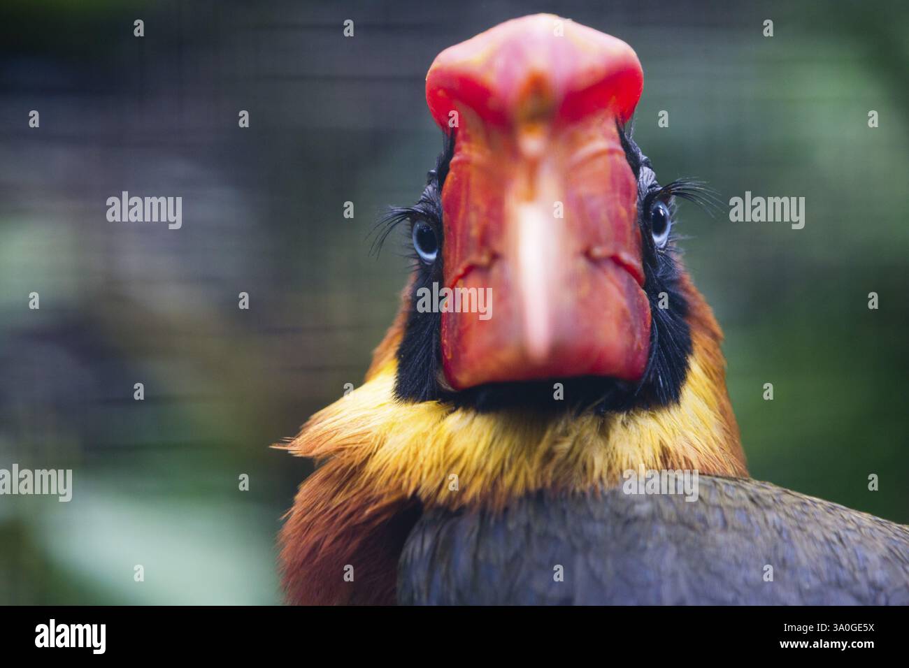 Hornschnabel (Buceros hydrocorax), Porträt eines erwachsenen Vogels, der auf den Philippinen heimisch ist, in Gefangenschaft, Deutschland in Gefangenschaft, Deutschland, Europa Stockfoto
