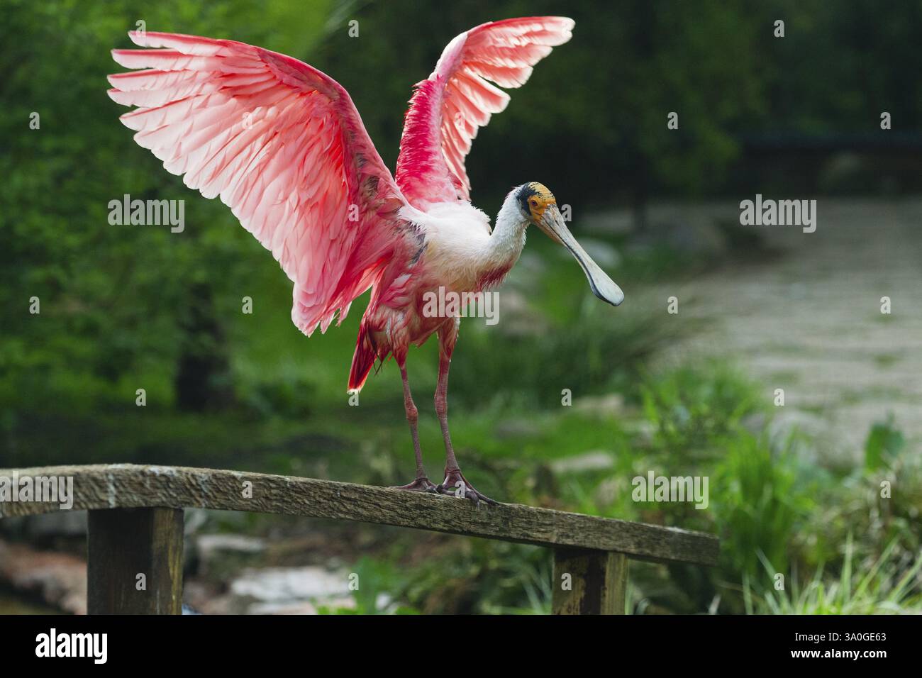 Rosenlöffelvogel (Platalea ajaja), ausgewachsener Vogel, der auf einem Zaun thront und mit den Flügeln flattert, heimisch an der Golfküste der USA, Mittel- und Südamerika, Stockfoto