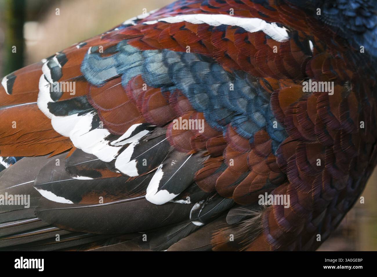 Hume-Fasan (Syrmaticus humiae), auch bekannt als Stabschwanz-Fasan, eine detaillierte Studie über das Gefieder eines erwachsenen männlichen Vogels, der in Nordburma und der Region beheimatet ist Stockfoto