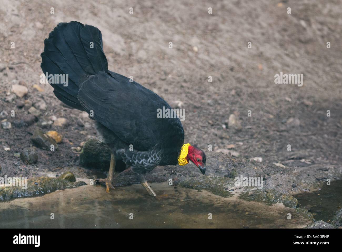 Australischer Brush Truthahn (Alectura lathami), ausgewachsener männlicher Vogel, der kurz davor steht, aus einem Pool zu trinken, heimisch in Ost- und Südaustralien, in Gefangenschaft, Deutschland, Europ Stockfoto
