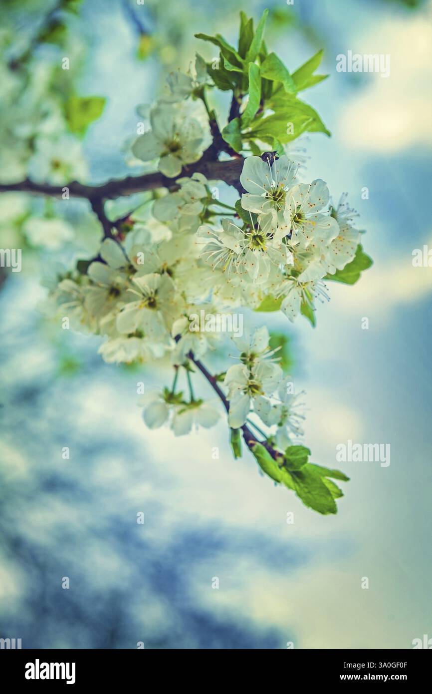 Blüte des Kirschbaums Nahaufnahme floraler Hintergrund instagram-Stil Stockfoto