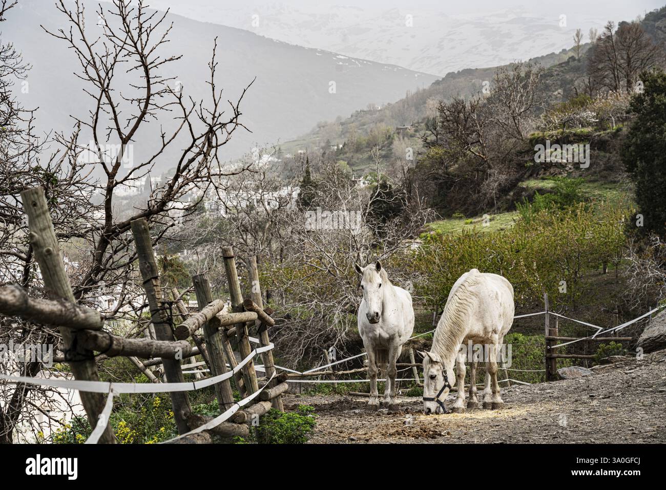 Weiße Pferde in einem Koppel in der Nähe von Bubion, La Alpujarra, Andalusien, Spanien, Europa Stockfoto