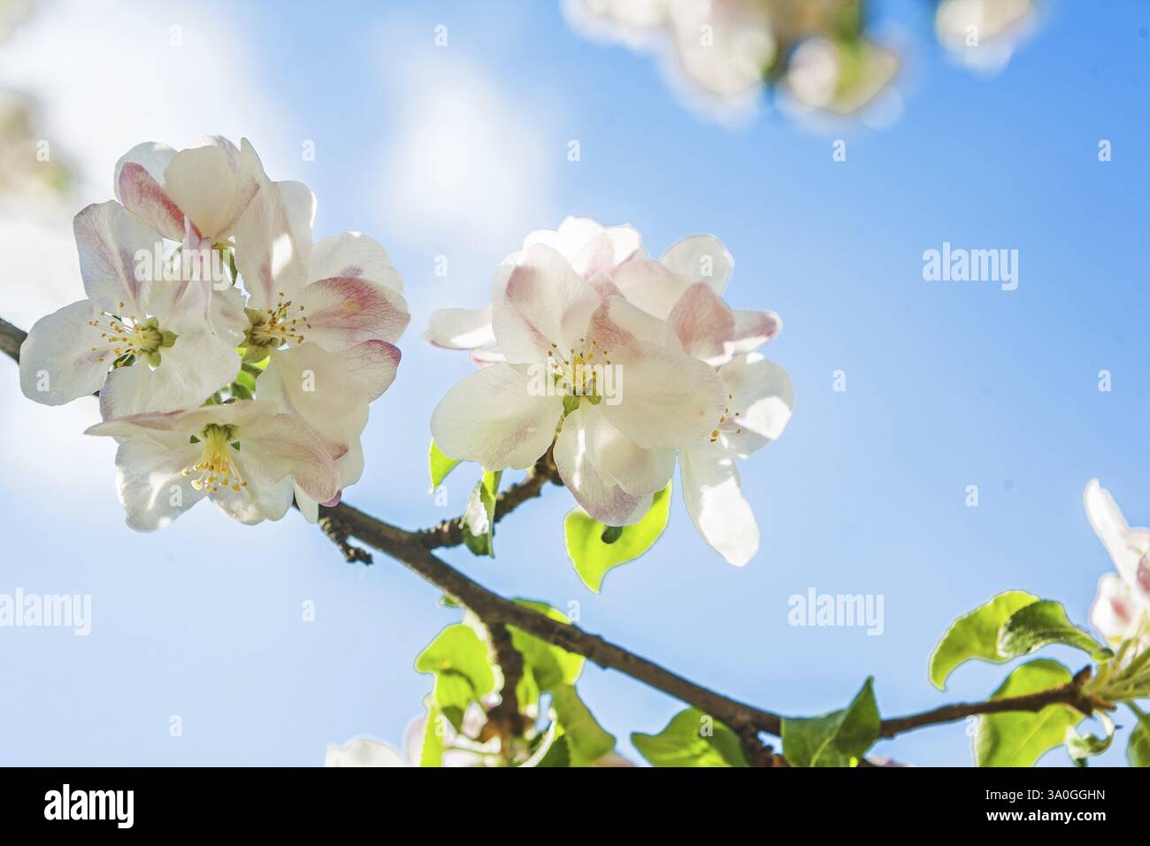 Schöne blühende Blumen des Apfelbaums auf dem Hintergrund des Sky instagram-Stils Stockfoto
