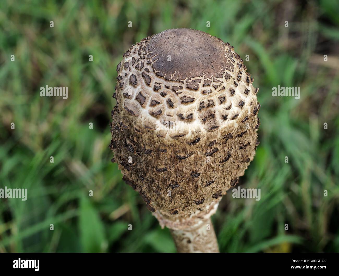 Der Giant Parasol Pilhroom bevorzugt Wiesen, Weiden und offene Wälder. Stockfoto