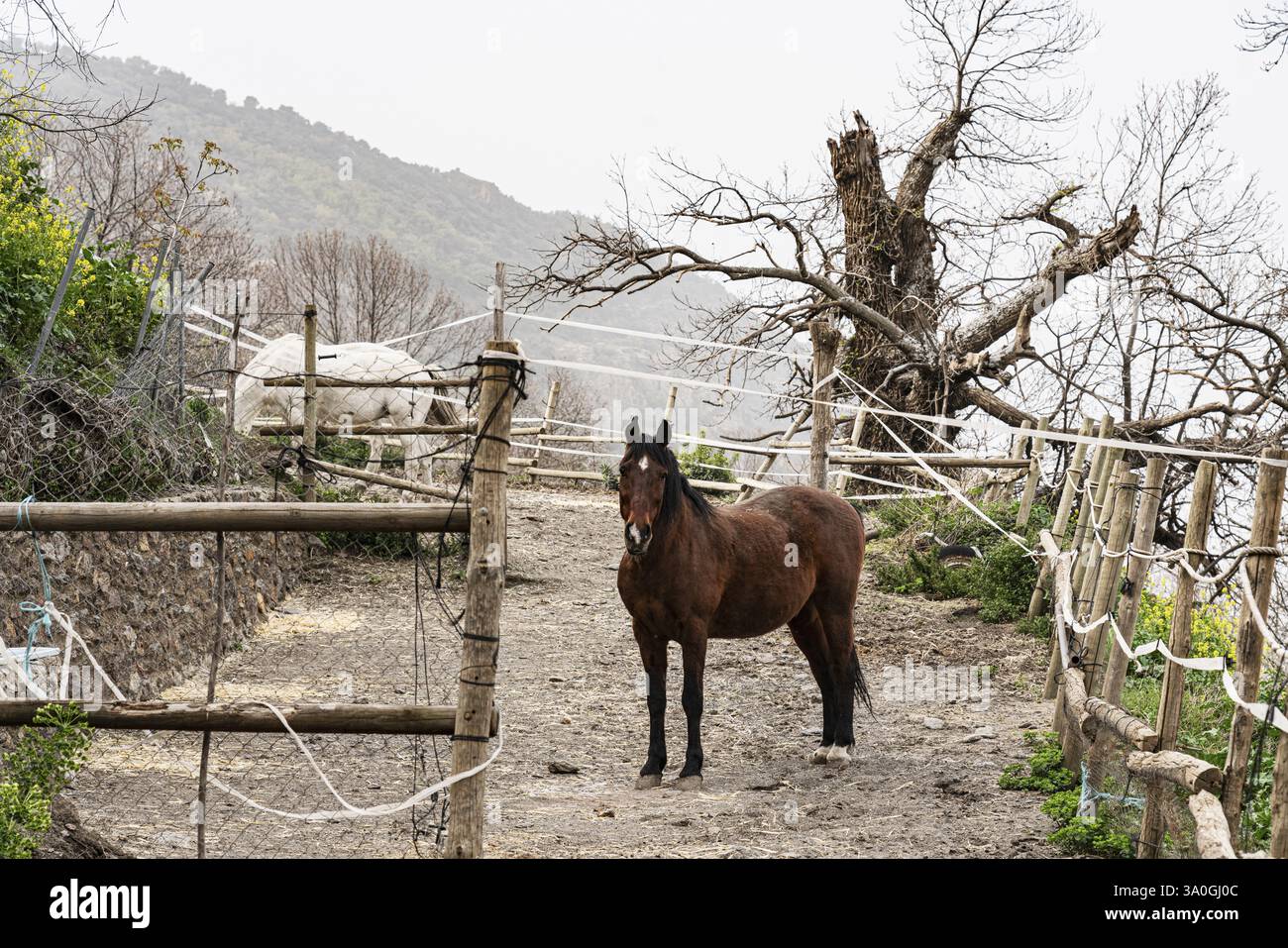 Pferd, La Alpujarra, Andalusien, Spanien, Europa Stockfoto