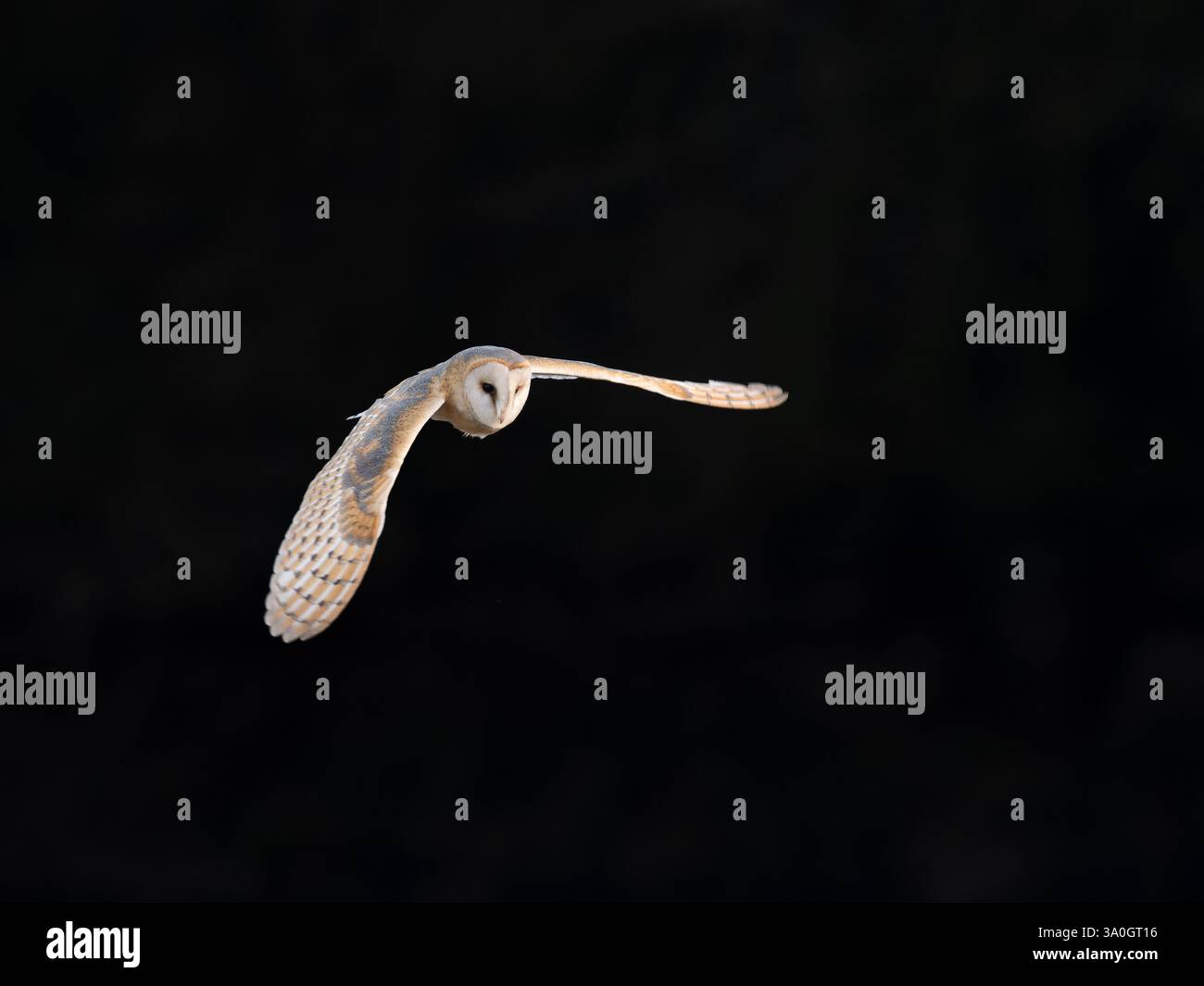 Scheuneneule im Flug UK [Tyto Alba] Stockfoto