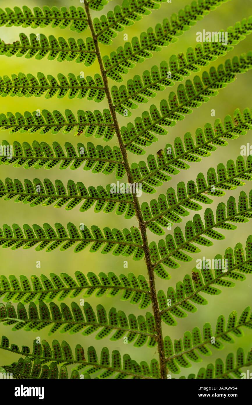 Lady Fern: Athyrium filix-femina. Unterseite zeigt sori. Cornwall, Großbritannien. Stockfoto