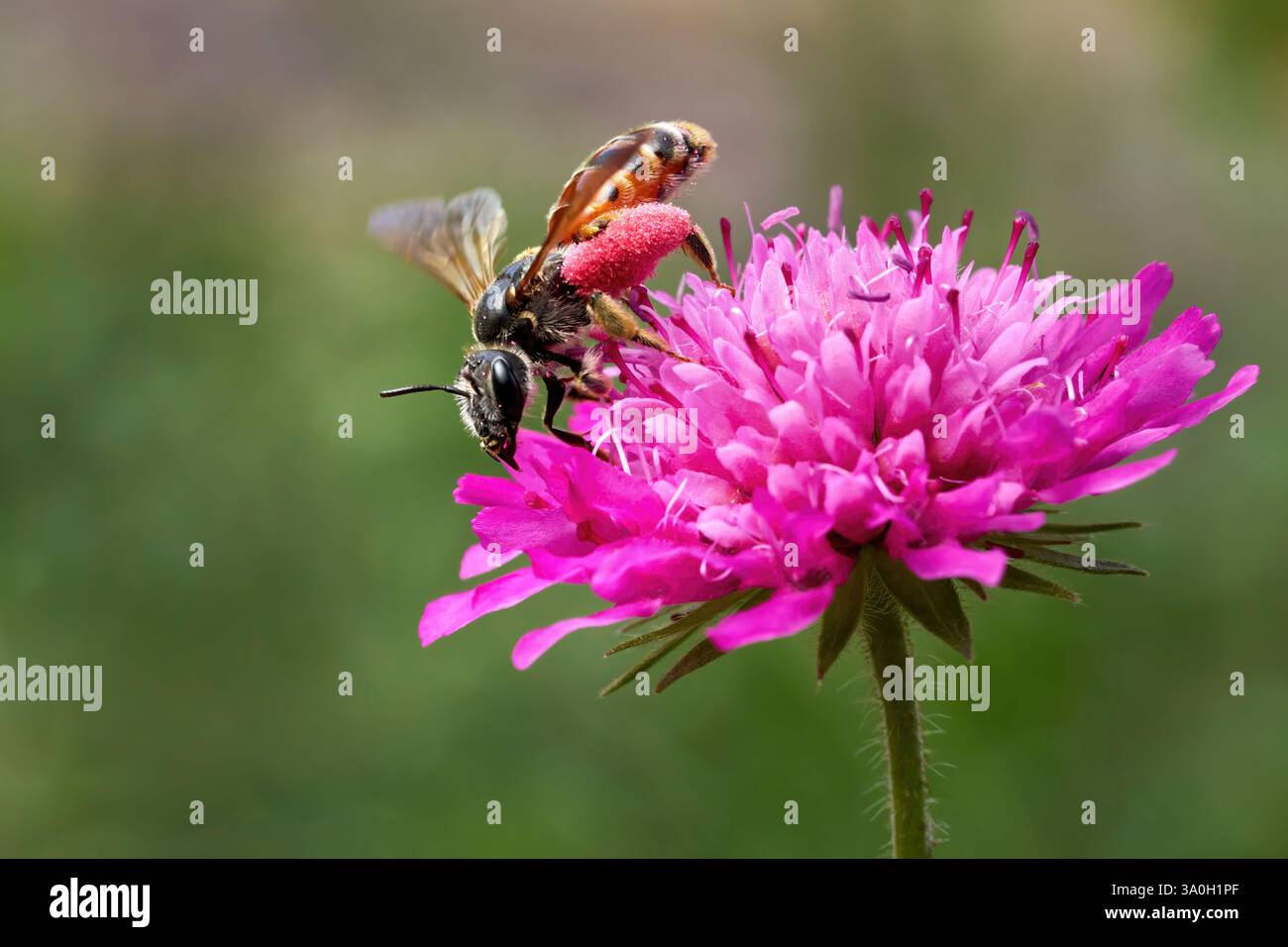 Die Scabious Mining Bee (Andrena hattorfiana) sammelt Pollen auf einer violetten Witwenblüte Stockfoto