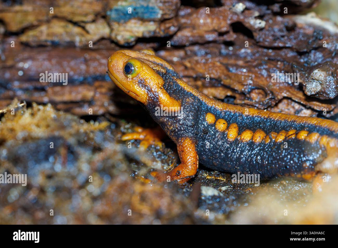 Kaisermolch alias Mandarin Salamander, Tylototriton Shanjing, gebürtig aus China Stockfoto