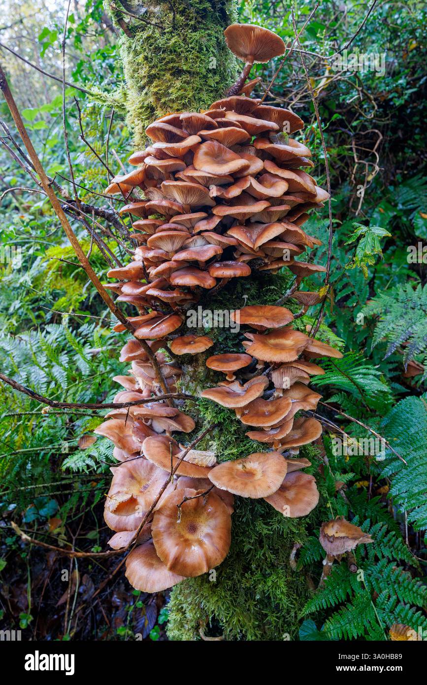 Pilze, die auf Bäumen wachsen, Cladagh Glen, Marble Arch Caves, Co. Fermanagh, Irland Stockfoto