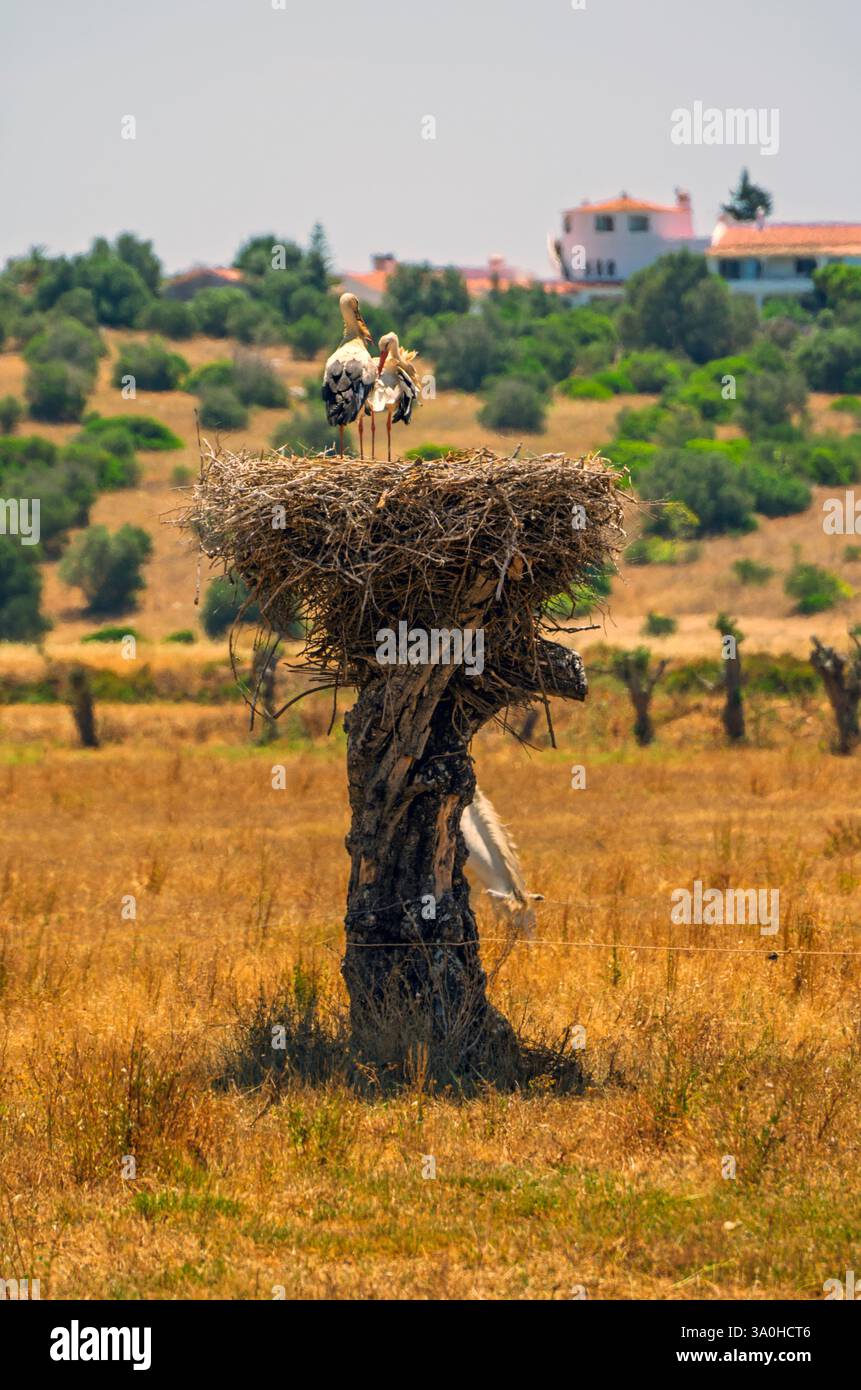 Zwei Störche in ihrem großen Nest und ein weißes Pferd. Stockfoto