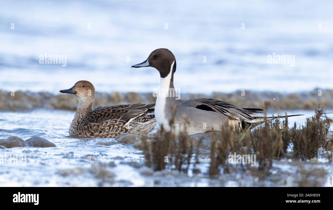 Erwachsene männliche und weibliche Nördliche Pintails (anas acuta), die am Ufer ruhen Stockfoto