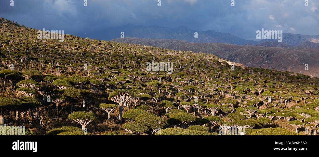 Die riesigen Weiten der Insel Socotra zeigen die berühmten Drachenblutbäume vor einem weitläufigen Himmel voller Wolken. Stockfoto
