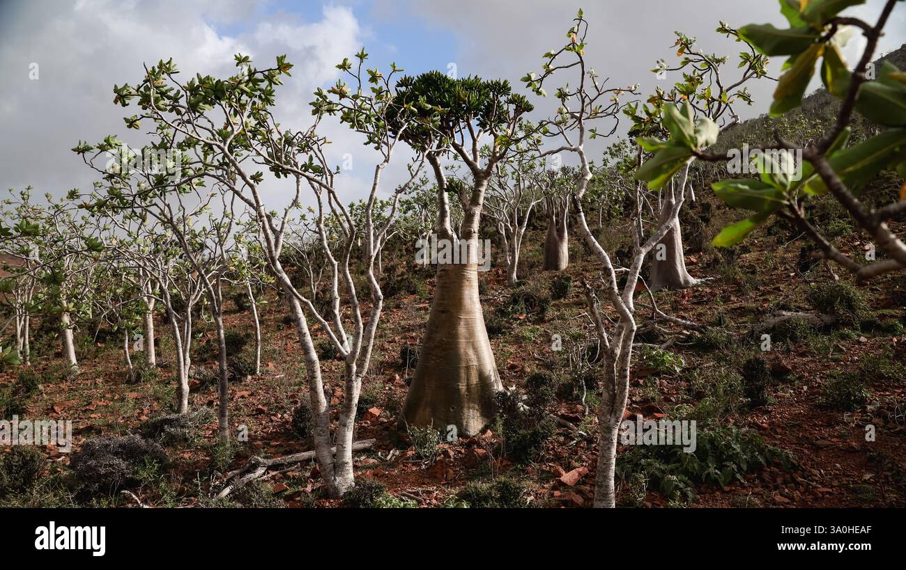 Lebhafte Bäume säumen das zerklüftete Gelände von Socotra und zeigen die einzigartige Artenvielfalt der Inseln und die atemberaubende Landschaft. Stockfoto
