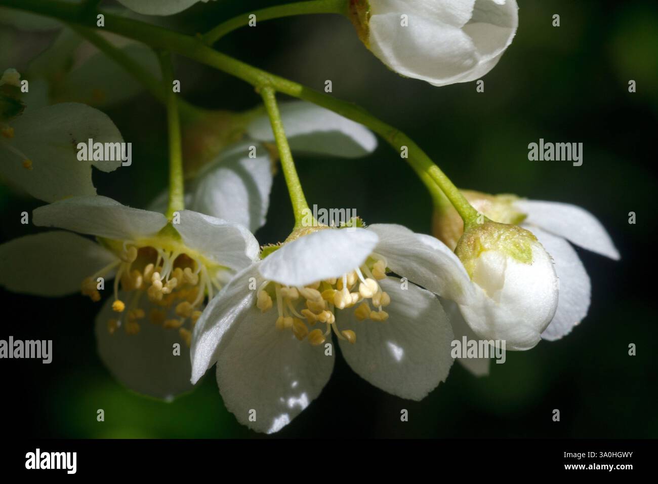 Blumen Mit Weissen Blten
