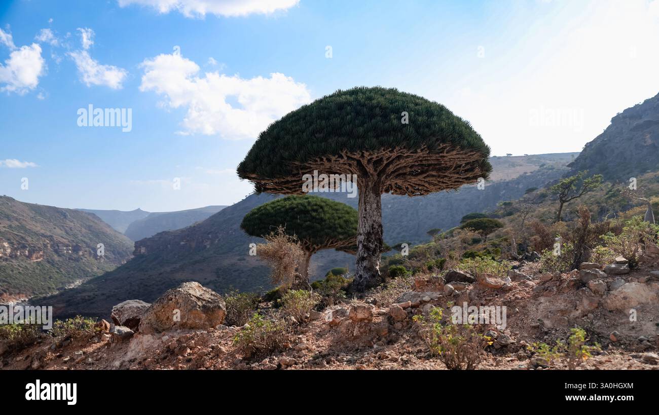 Üppige Drachenbäume gedeihen in den atemberaubenden Landschaften von Socotra, die die einzigartige Artenvielfalt und reiche Ökologie der Inseln hervorheben. Stockfoto