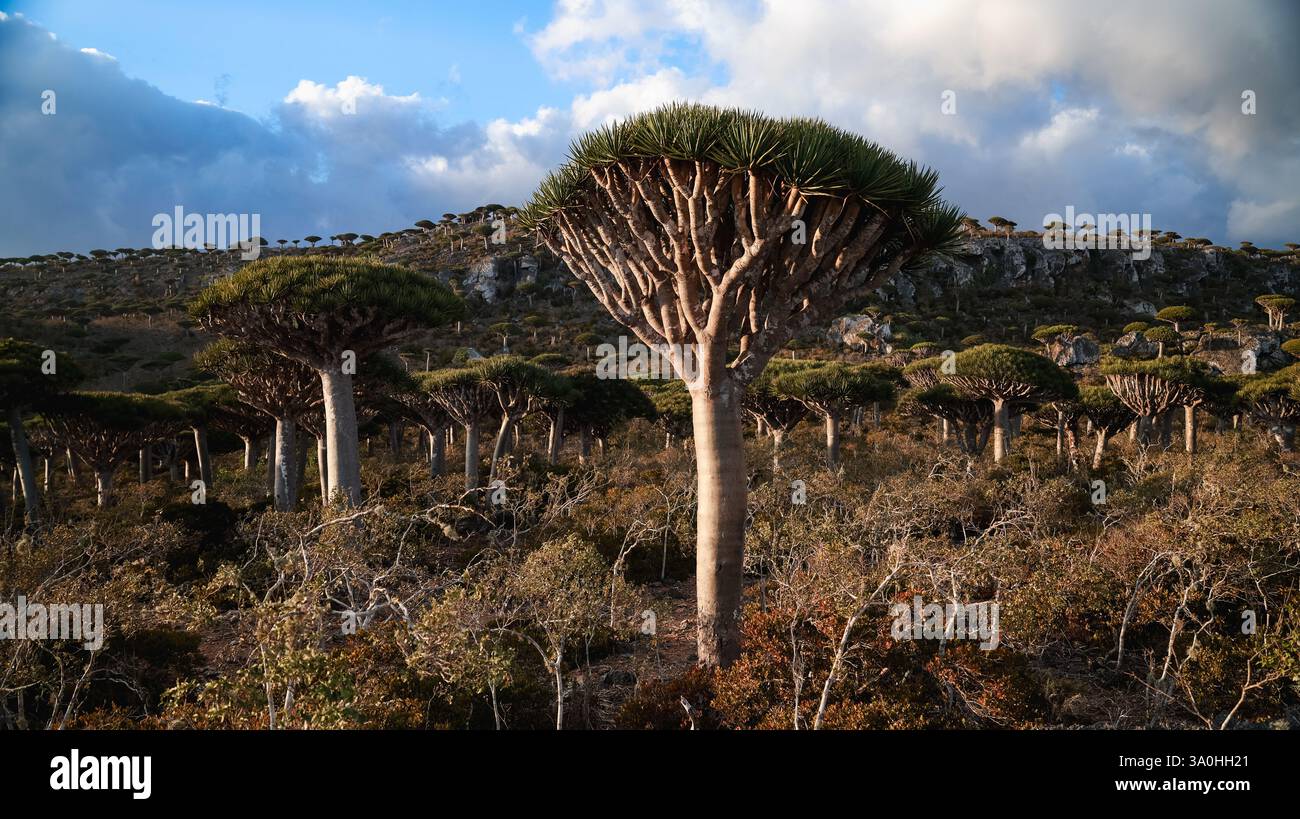 Majestätische Drachenbäume erheben sich im eindrucksvollen Gelände von Socotra mit Wolken, die über ihnen schweben und die einzigartige Artenvielfalt zeigen. Stockfoto