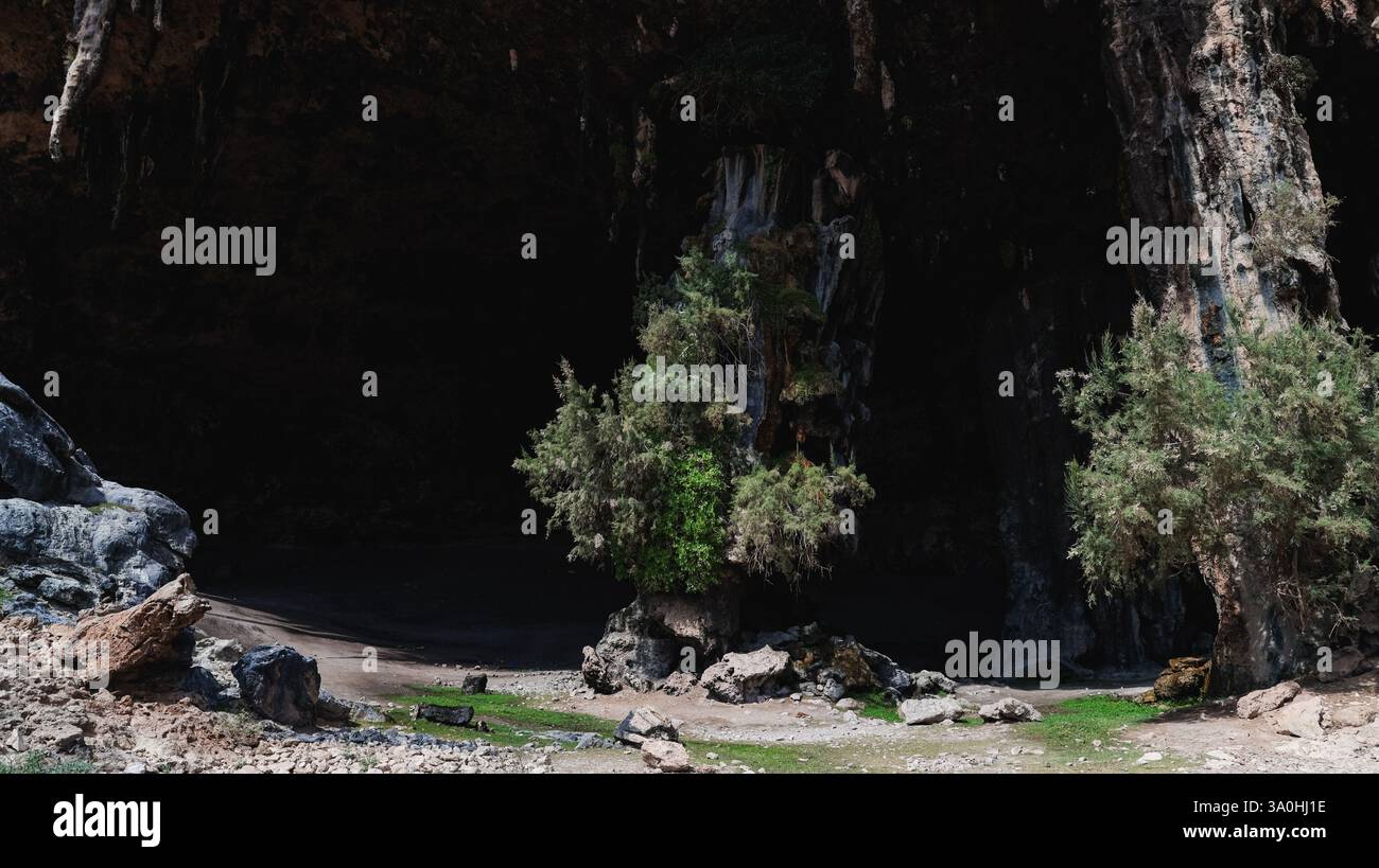 Üppiges Grün blüht in den Höhlen von Socotras und zeigt die einzigartige Artenvielfalt der Inseln und atemberaubende geologische Formationen. Stockfoto