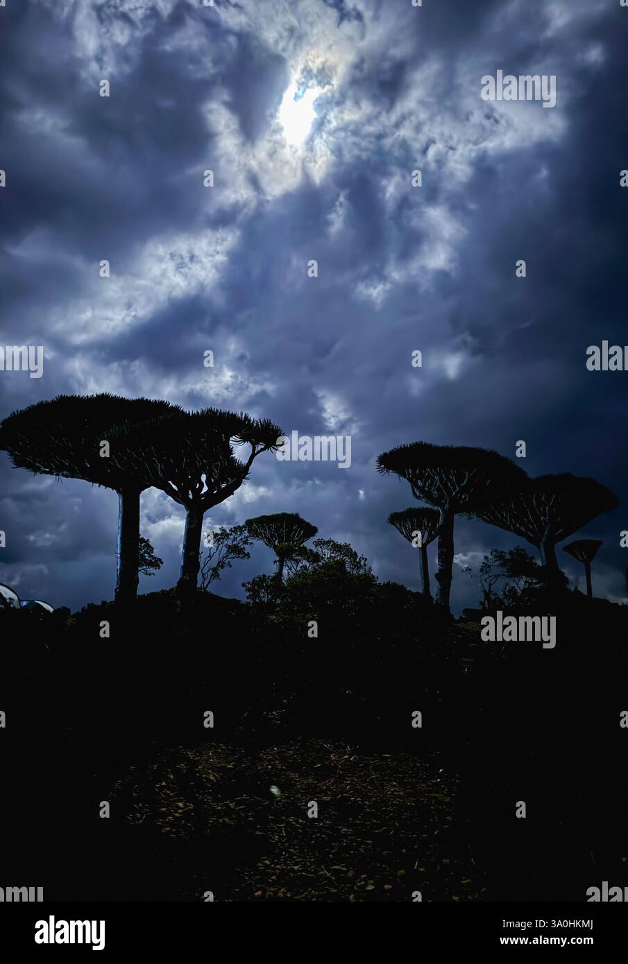 Sturmwolken erheben sich über Silhouetten von Drachenblutbäumen in Socotra, die die einzigartige Artenvielfalt der Region hervorheben. Stockfoto