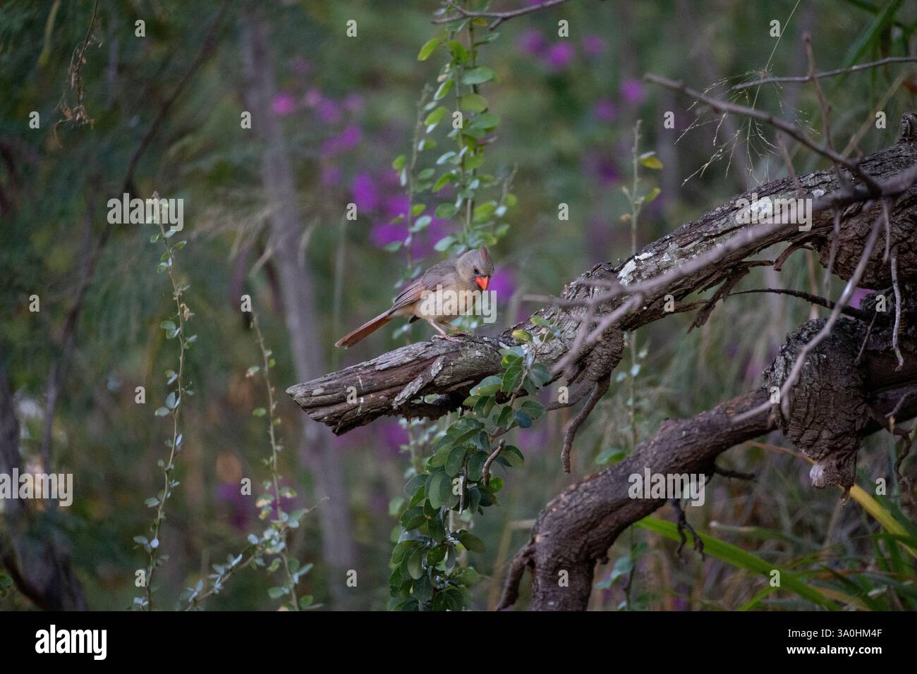 Schöne Kunst Naturfotografie aus Hawaii und Vermont. Stockfoto