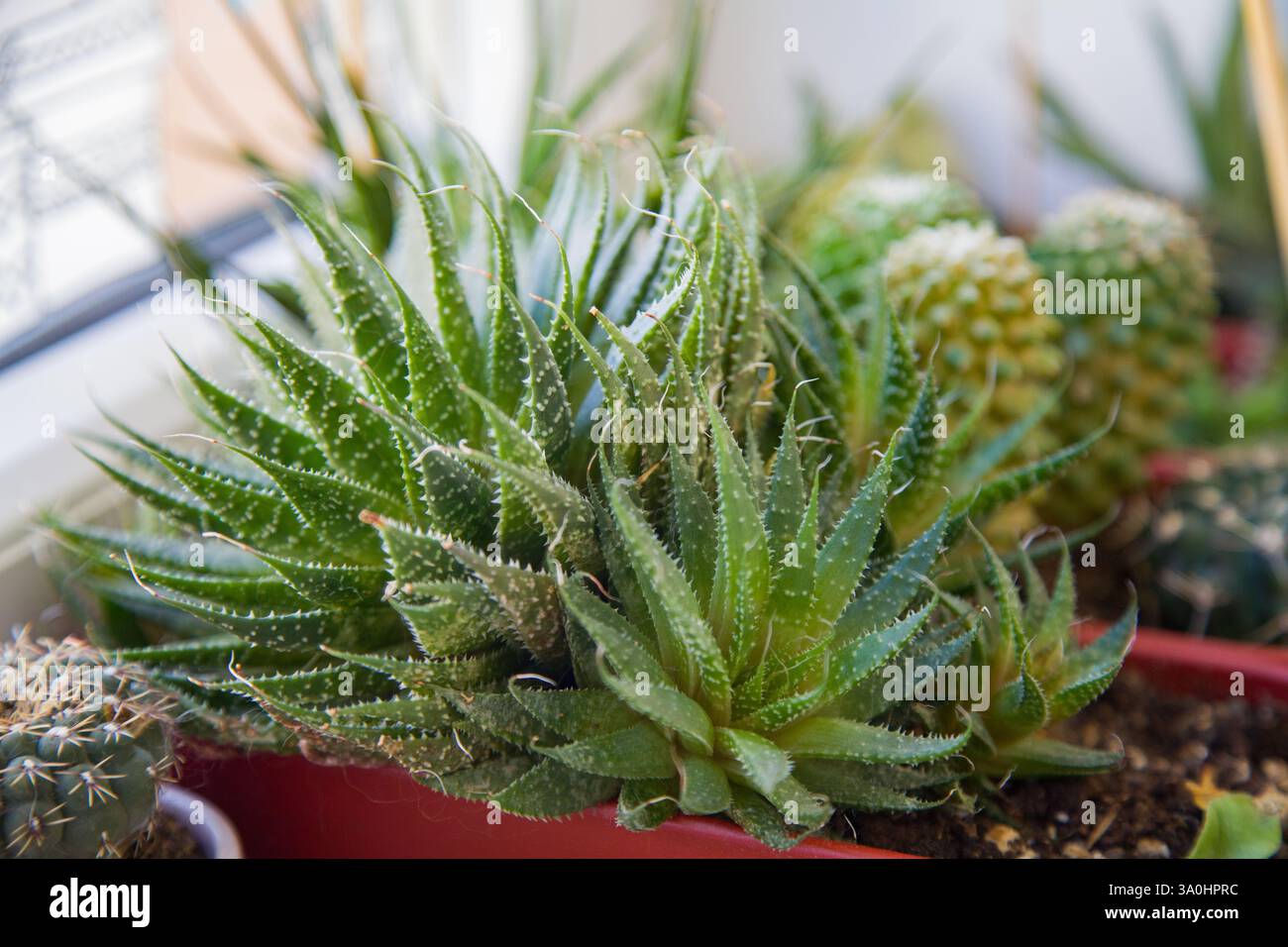 Kaktus fensterbank -Fotos und -Bildmaterial in hoher Auflsung  Alamy