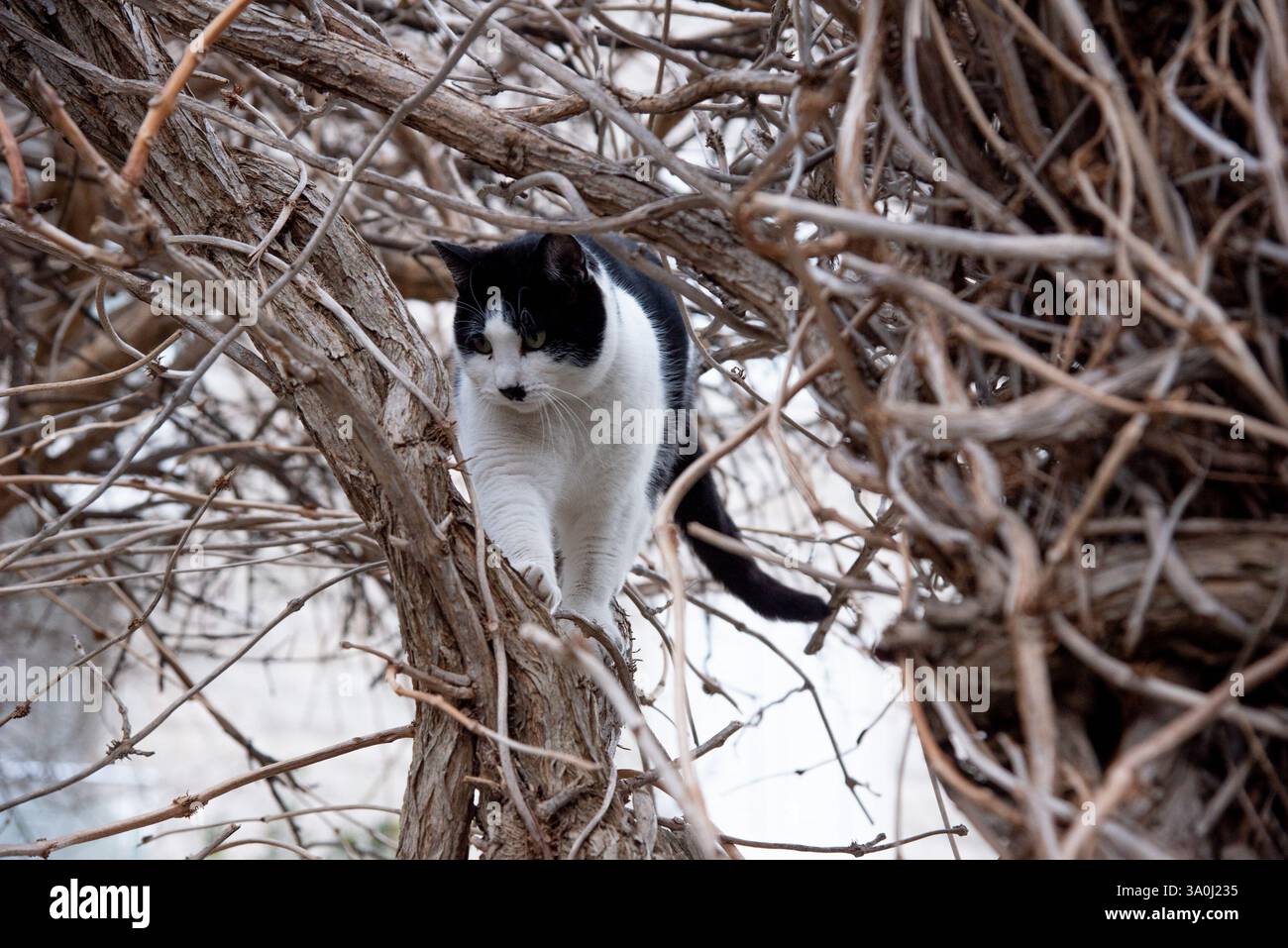 Obdachlose, süße flauschige Katze, die draußen im städtischen Raum ruht Stockfoto