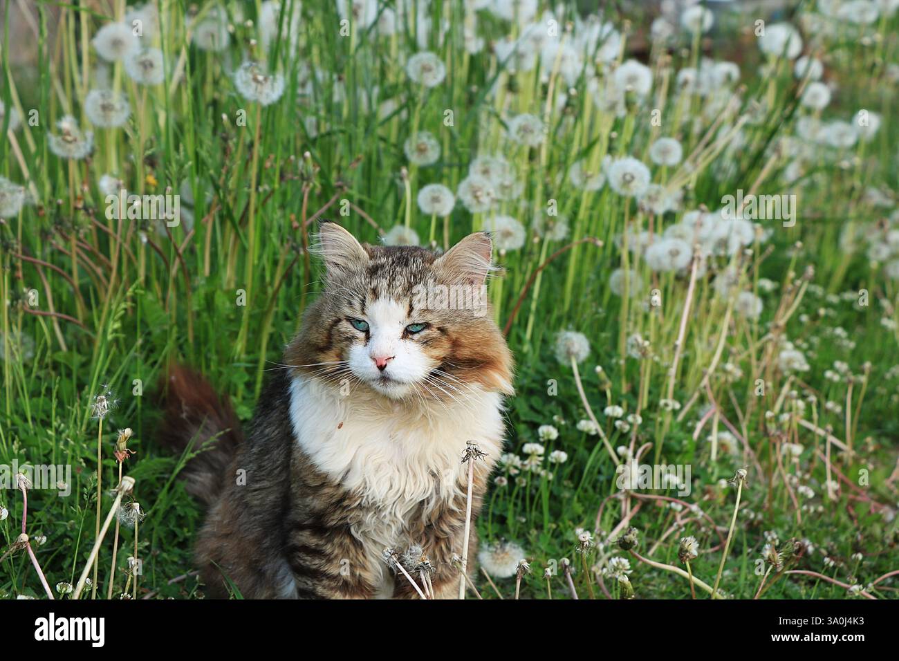 Glückliche Landkatze in Löwenzahn im Sommer auf dem Feld. Gemütliches Landleben im Garten für Haustiere. Stockfoto