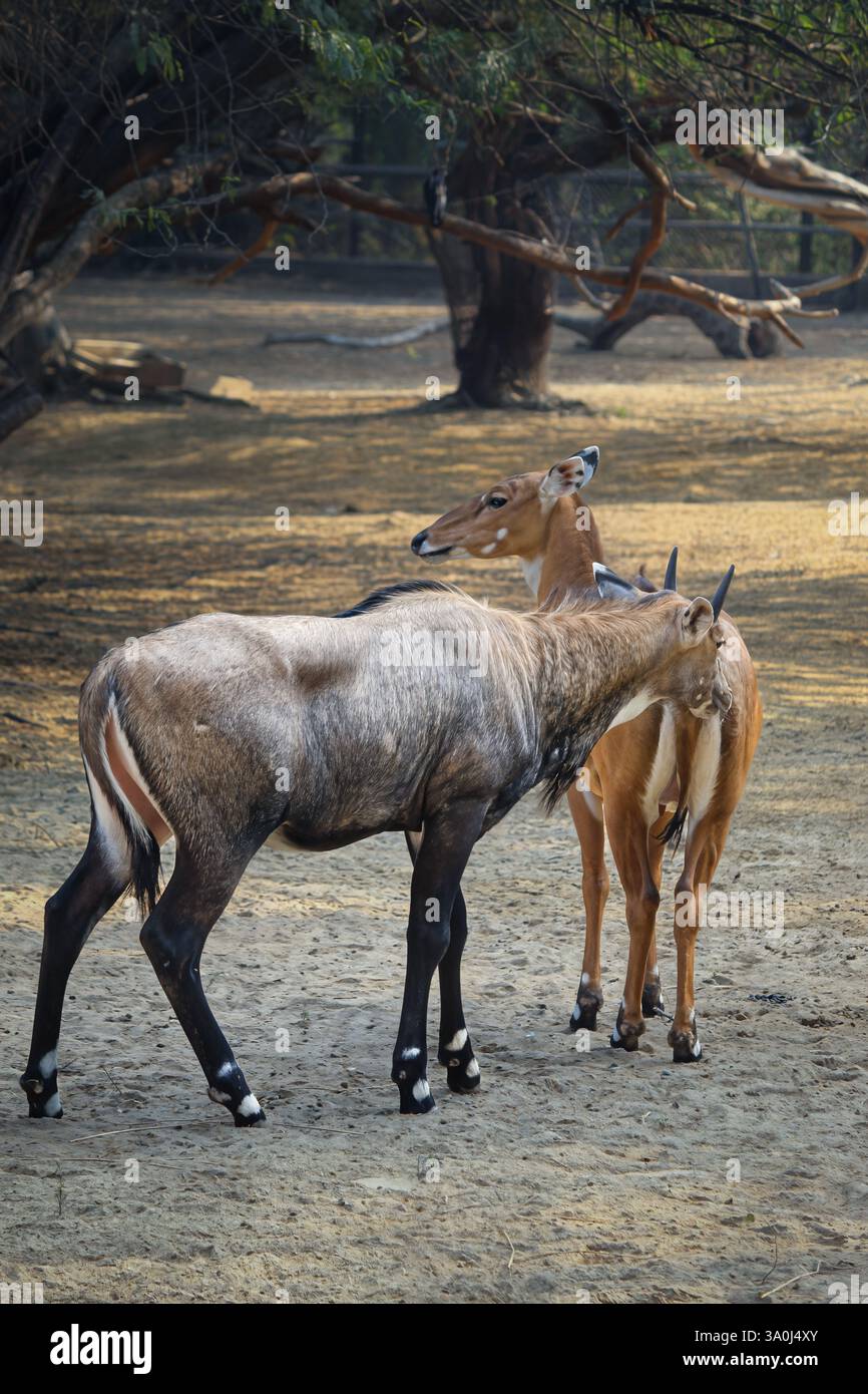 Enge Interaktion zwischen Nilgai Antilopen in der Wildnis. Soziale Bindung zwischen Nilgai in einer Waldlandschaft Stockfoto