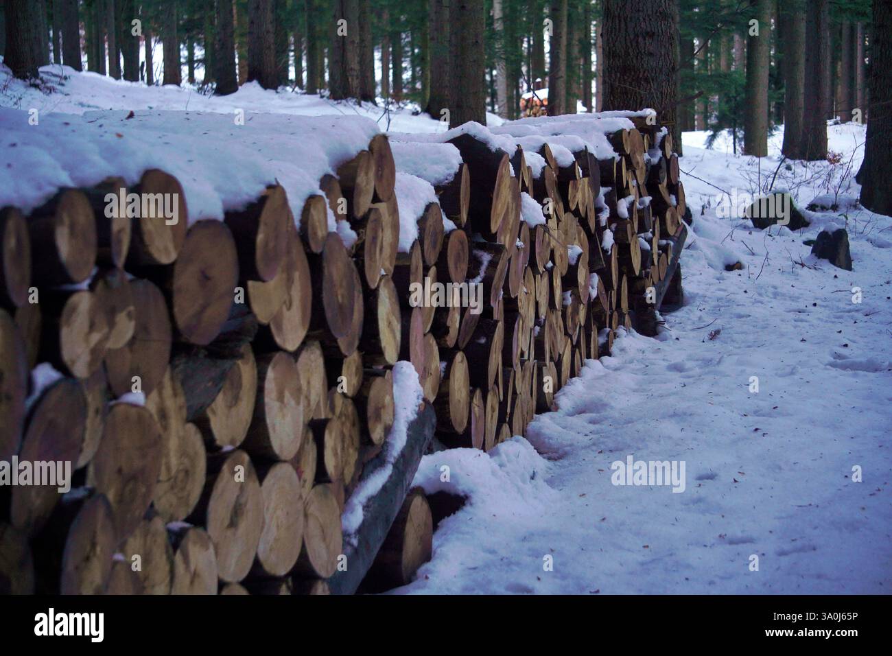 Gefällt Holz oder Baumstumpf unter Schnee, schneiden Sie Naturholz Stockfoto