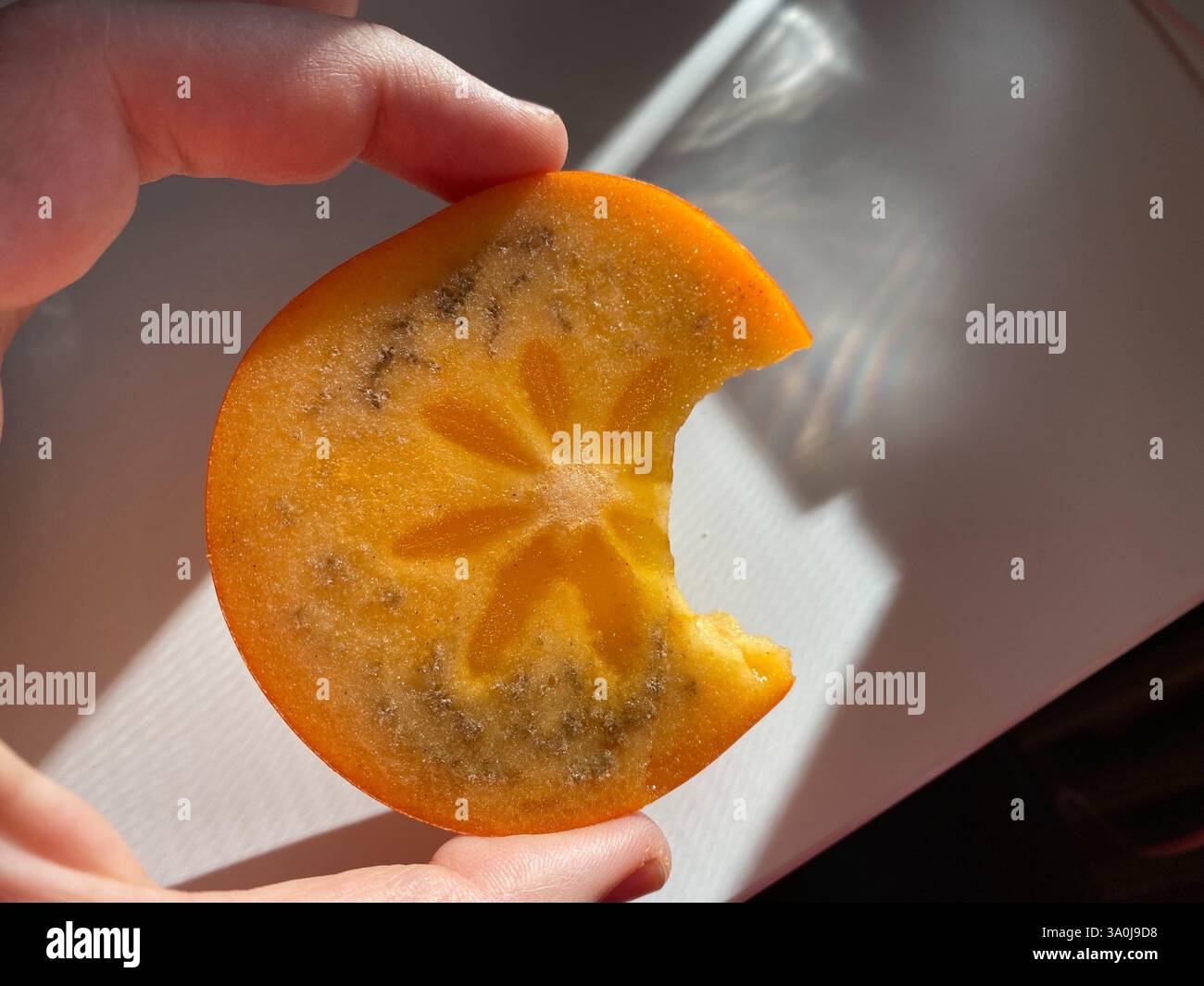 Eine weitere Nahaufnahme einer Persimmon-Schicht wird zwischen den Fingern gehalten, deren halbdurchscheinendes Fleisch von Sonnenlicht beleuchtet wird, wodurch ein sanftes Leuchten erzeugt und i freigelegt wird Stockfoto